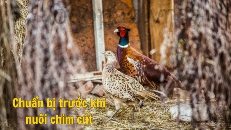 Chuẩn bị trước khi nuôi chim cút