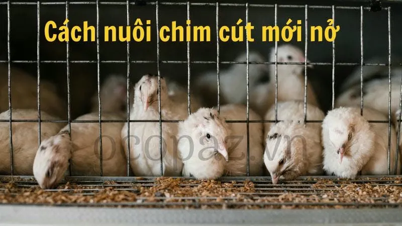 Cách nuôi chim cút mới nở