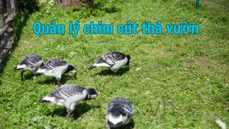 Quản lý chim cút thả vườn