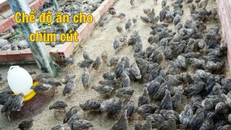 Chế độ ăn cho chim cút