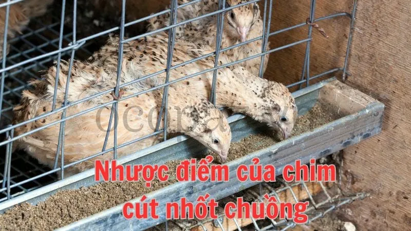 Nhược điểm của chim cút nhốt chuồng