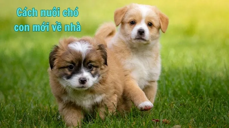 Cách nuôi chó con mới về nhà