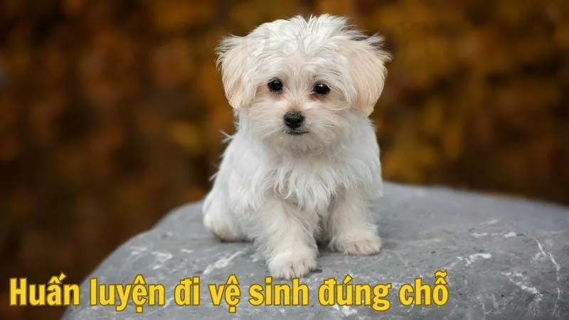 Huấn luyện đi vệ sinh đúng chỗ