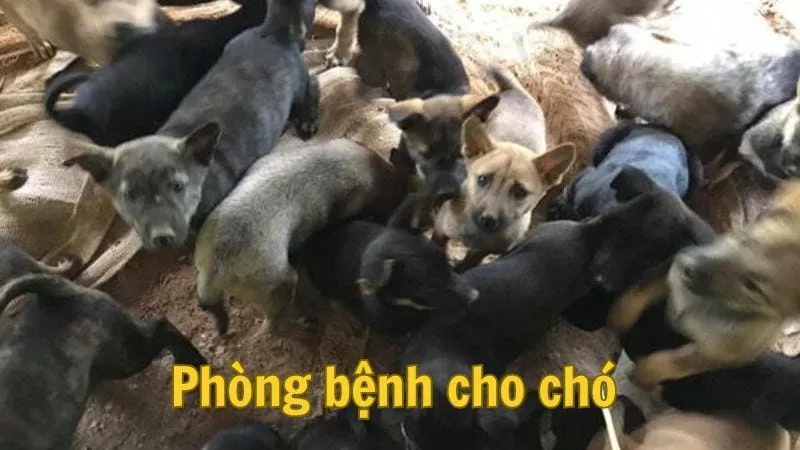 Phòng bệnh cho chó 