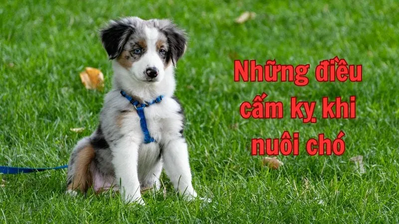 Những điều cấm kỵ khi nuôi chó