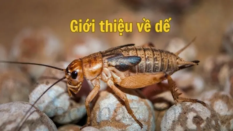 Giới thiệu về dế