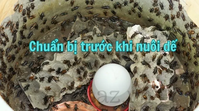 Chuẩn bị trước khi nuôi dế