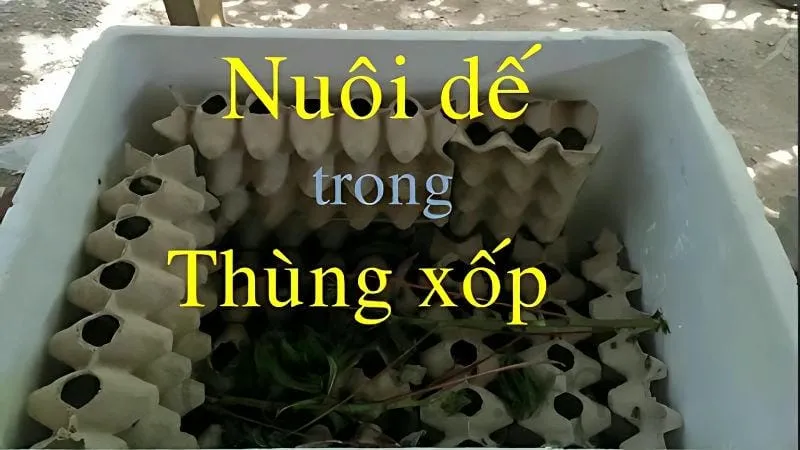 Cách nuôi dế trong thùng xốp