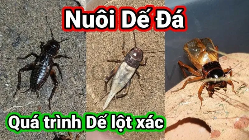 Cách nuôi dế đá