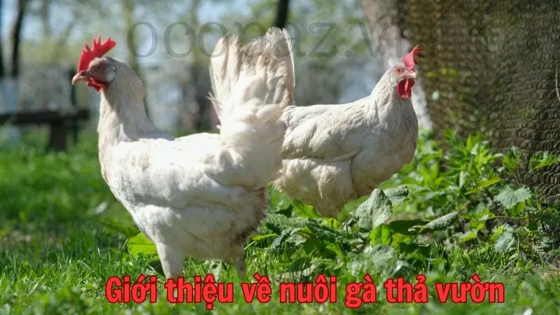 Giới thiệu về nuôi gà thả vườn