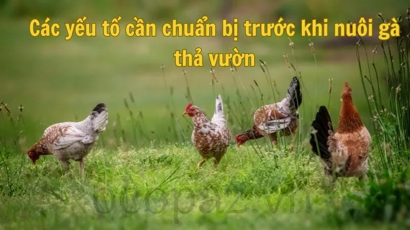 Các yếu tố cần chuẩn bị trước khi nuôi gà thả vườn