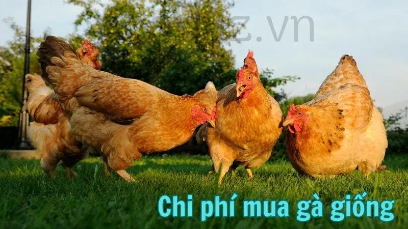 Chi phí nuôi gà thả vườn