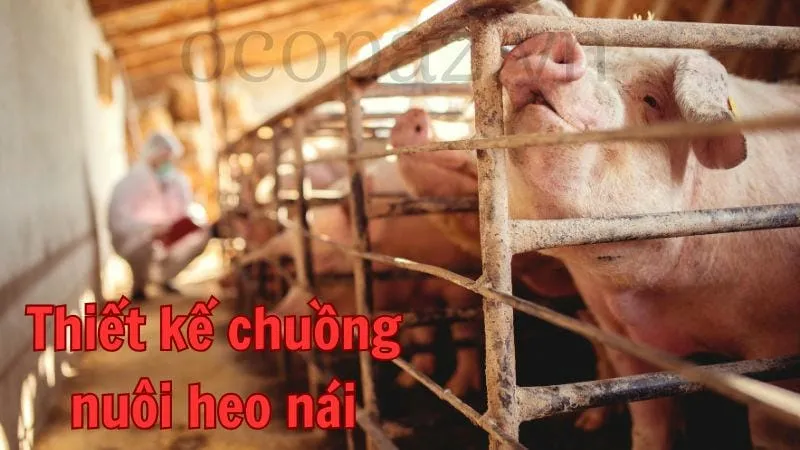 Thiết kế chuồng nuôi heo nái: