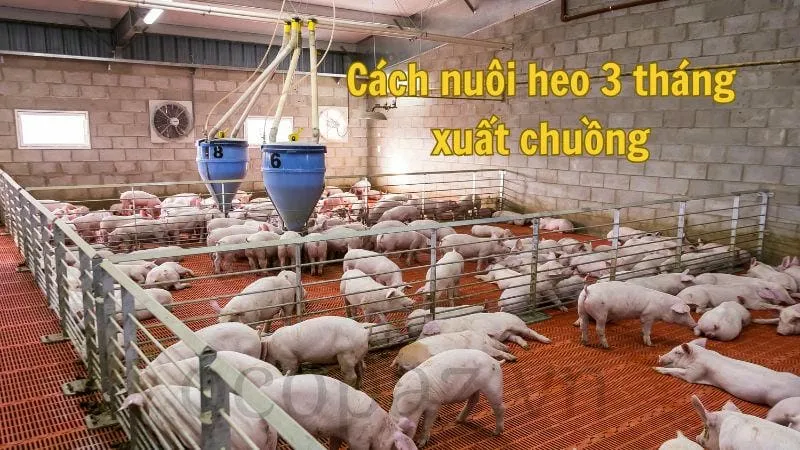 Cách nuôi heo 3 tháng xuất chuồng