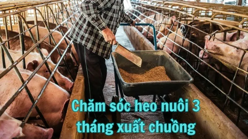 Chăm sóc heo nuôi 3 tháng xuất chuồng