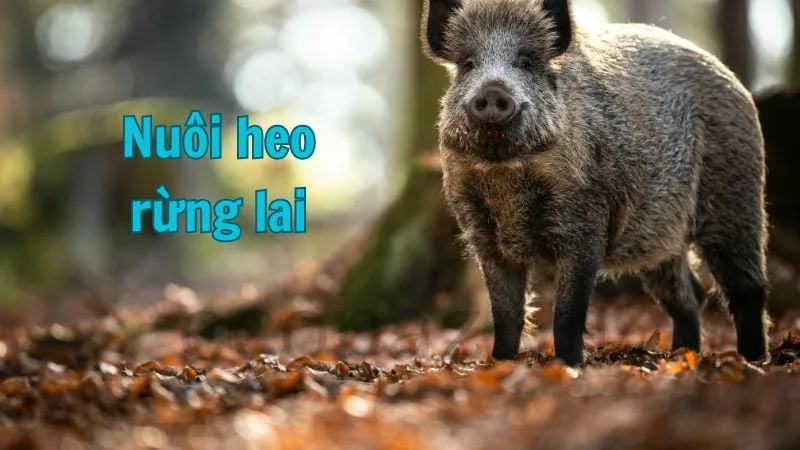 Nuôi heo rừng lai