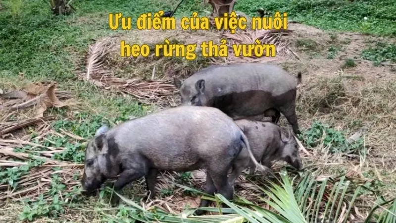 Ưu điểm của việc nuôi heo rừng thả vườn