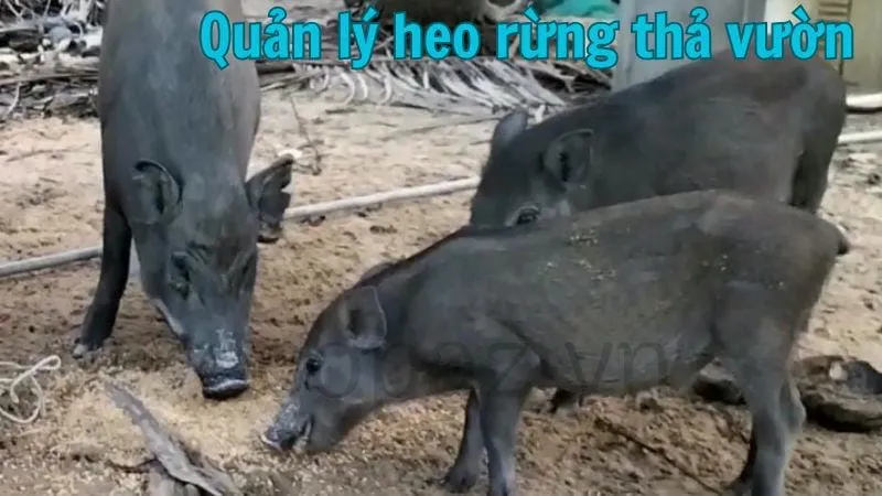 Quản lý heo rừng thả vườn