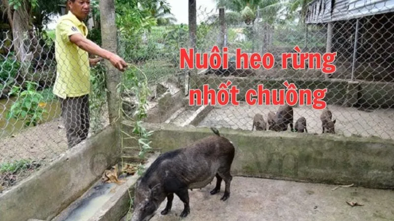 Nuôi heo rừng nhốt chuồng