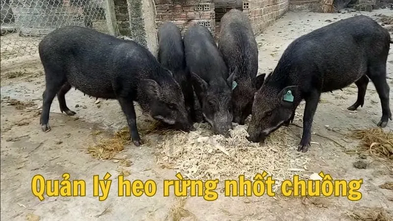 Quản lý heo rừng nhốt chuồng