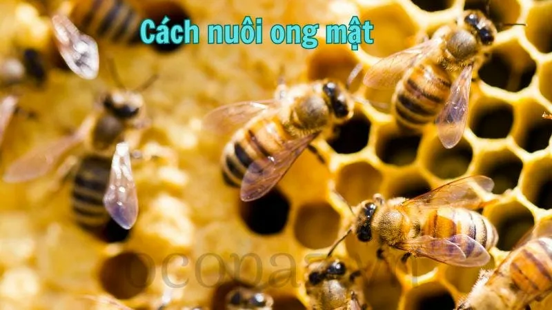 Cách nuôi ong mật