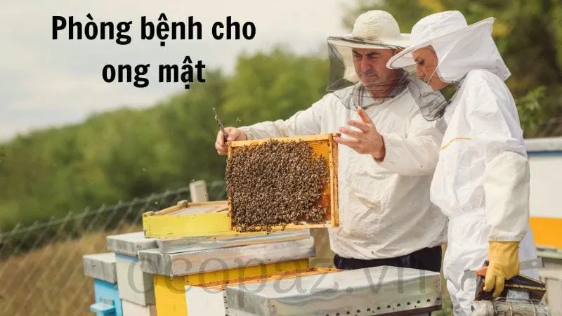 Phòng bệnh cho ong mật