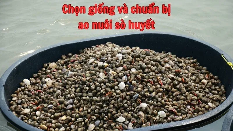 Chọn giống và chuẩn bị ao nuôi sò huyết