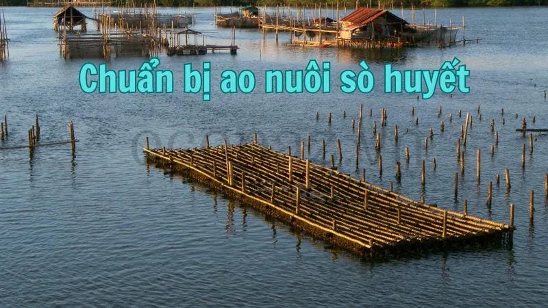 Chuẩn bị ao nuôi sò huyết