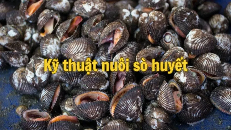 Kỹ thuật nuôi sò huyết