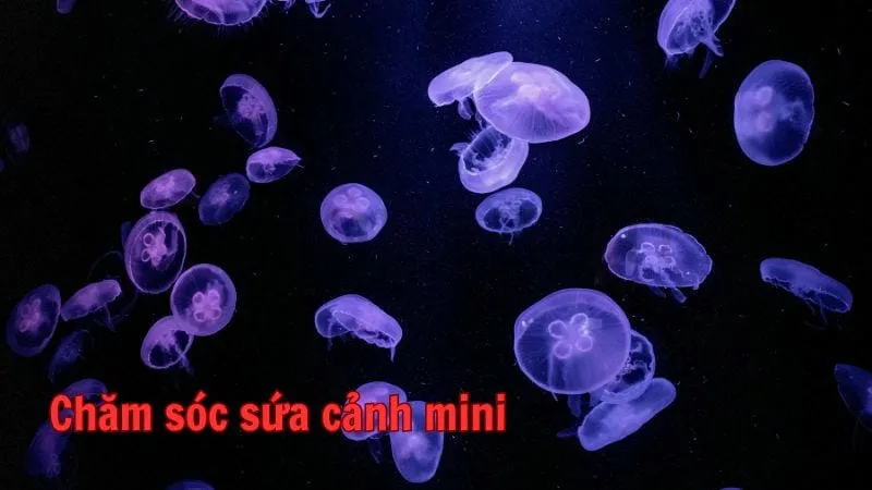 Chăm sóc sứa cảnh mini