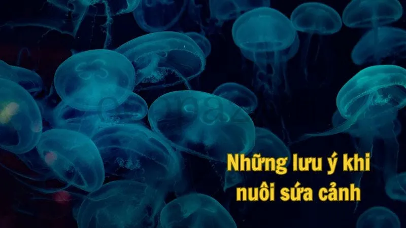 Những lưu ý khi nuôi sứa cảnh