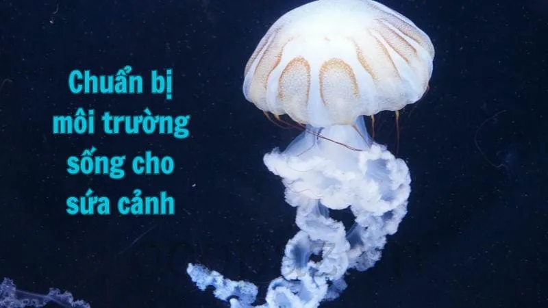 Chuẩn bị môi trường sống cho sứa cảnh