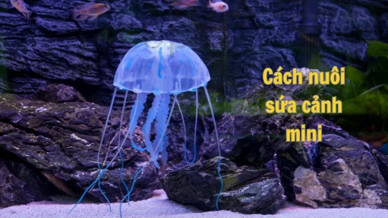 Cách nuôi sứa cảnh mini