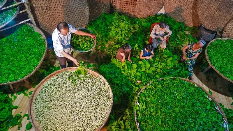 Cẩm nang nuôi tằm hiệu quả cho người mới bắt đầu 2