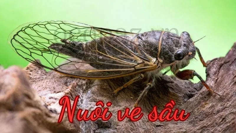 Hướng dẫn cách nuôi ve sầu tại nhà cho người mới bắt đầu