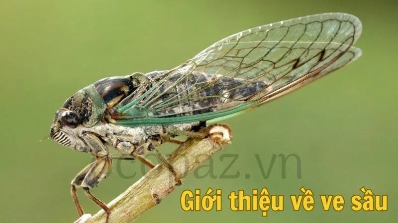 Giới thiệu về ve sầu