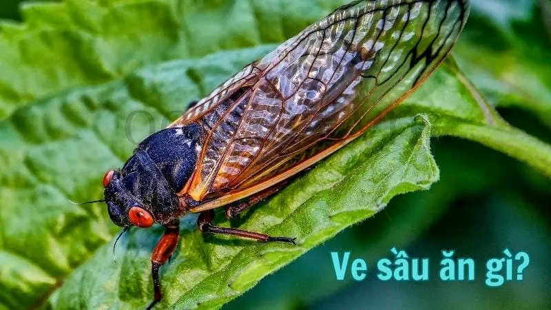 Ve sầu ăn gì?