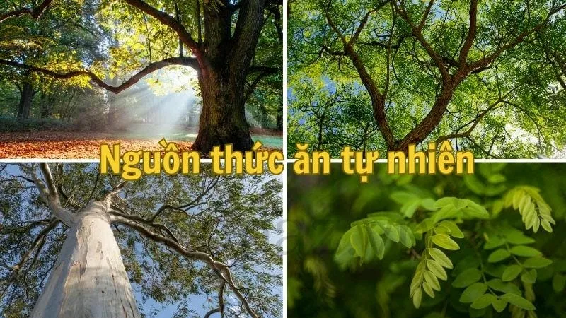 Nguồn thức ăn tự nhiên