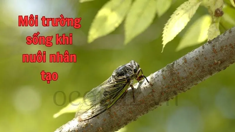 Môi trường sống khi nuôi nhân tạo