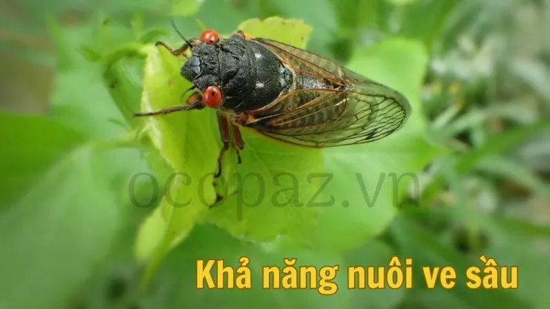 Khả năng nuôi ve sầu