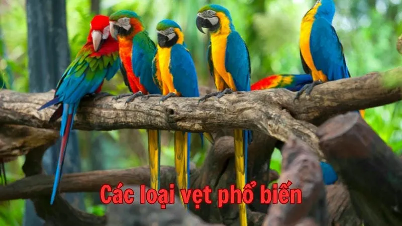 Các loại vẹt phổ biến