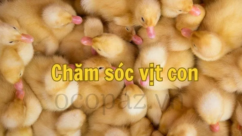 Chăm sóc vịt con