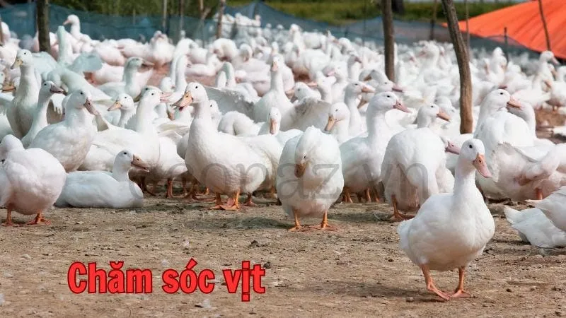 Chăm sóc vịt đẻ trứng