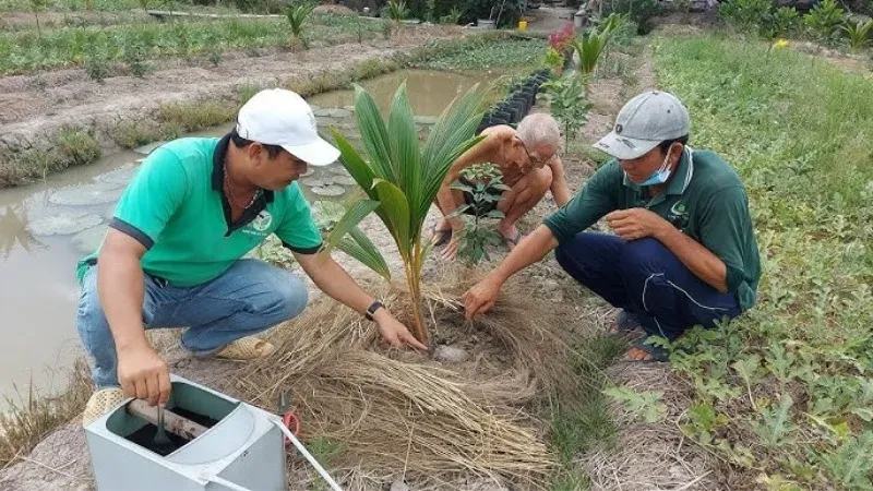 Phân bón cho cây dừa - Bí quyết để cây dừa sinh trưởng mạnh mẽ 4