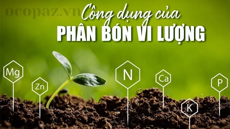 Phân bón vi lượng và vai trò của nó trong việc cải thiện đất trồng 2