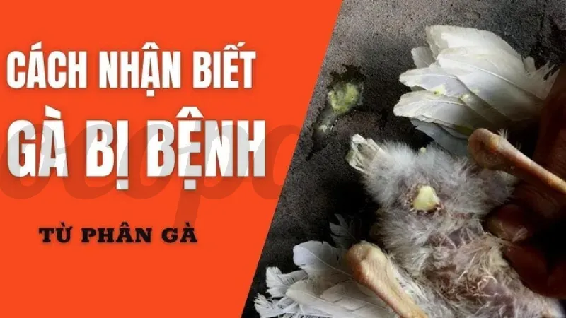 Phân gà bệnh là gì?