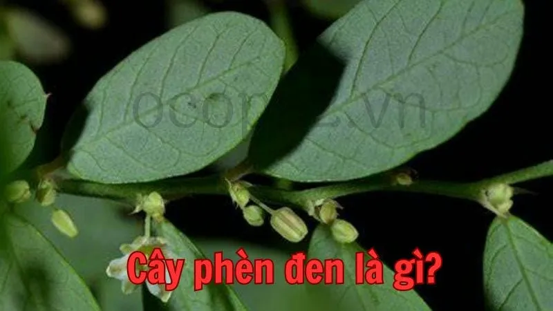 Cây phèn đen là gì?