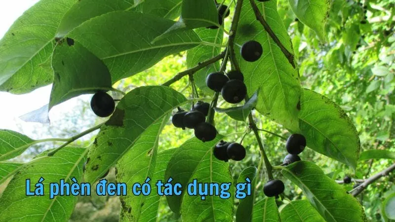 Lá phèn đen có tác dụng gì? 