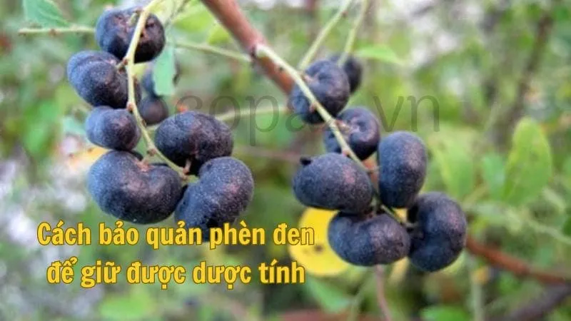 Cách bảo quản phèn đen để giữ được Đối tượng không nên sử dụngdược tính