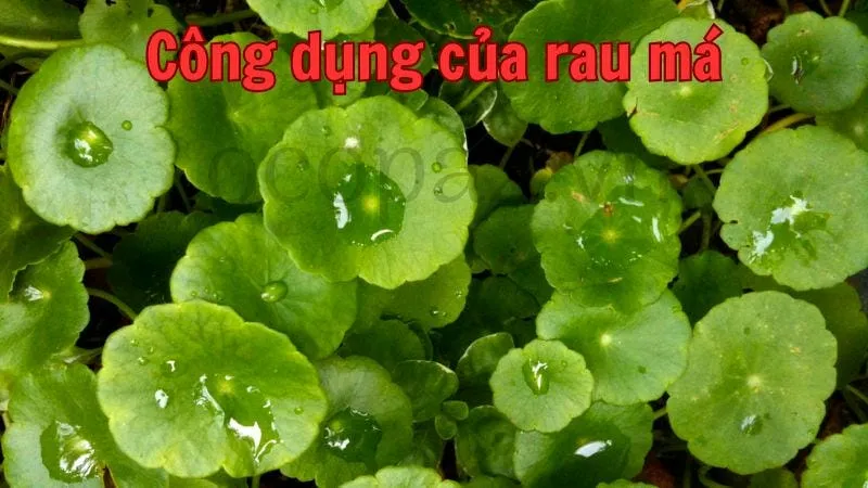 Công dụng của rau má